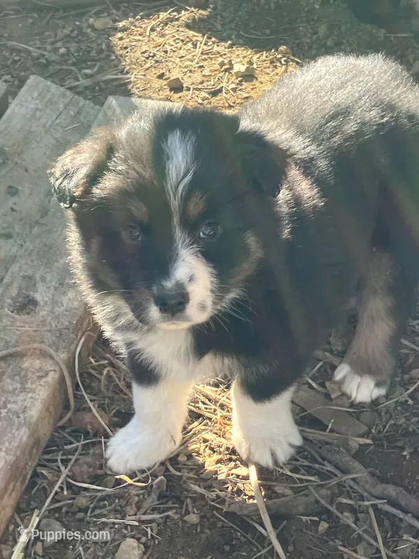 Luna – Australian Shepherd, Border Collie puppy for sale in Conifer, CO
