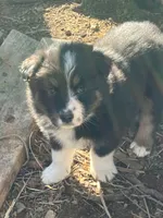 Luna, a male Australian Shepherd and Border Collie for sale in Conifer, CO – 1 of 2