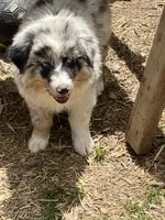 Safire , a female Australian Shepherd and Border Collie for sale in Conifer, CO – 2 of 8