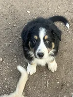 Stormy, a male Australian Shepherd and Border Collie for sale in Conifer, CO – 2 of 3