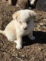 Spark, a female Australian Cattle Dog and Australian Shepherd for sale in Conifer, CO – 1 of 3