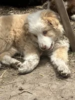 Ghost, a male Australian Cattle Dog and Australian Shepherd for sale in Conifer, CO – 4 of 4