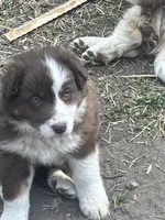 Dolly, a female Australian Shepherd and Border Collie for sale in Conifer, CO – 2 of 3