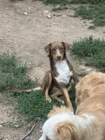 Brownie, a female Australian Shepherd and Border Collie for sale in Evergreen, CO – 9 of 9