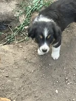 Wednesday , a female Australian Shepherd and Border Collie for sale in Conifer, CO – 2 of 4