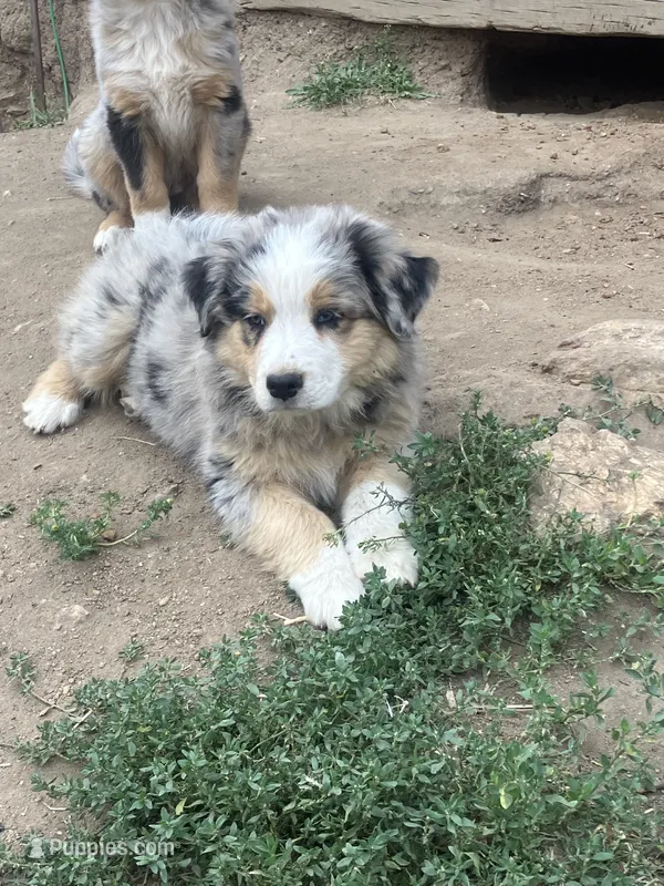 Tank – Australian Shepherd, Border Collie puppy for sale in Conifer, CO