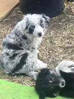 Amber, a female Australian Shepherd and Border Collie for sale in Conifer, CO – 2 of 2