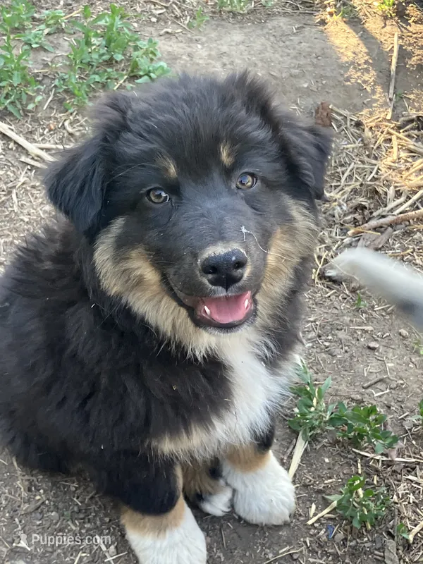 Chocolate – Australian Cattle Dog, Australian Shepherd puppy for sale in Conifer, CO