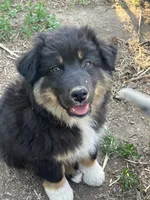 Chocolate, a male Australian Cattle Dog and Australian Shepherd for sale in Conifer, CO – 1 of 7