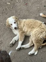 Willow, a female Australian Cattle Dog and Australian Shepherd for sale in Conifer, CO – 10 of 10