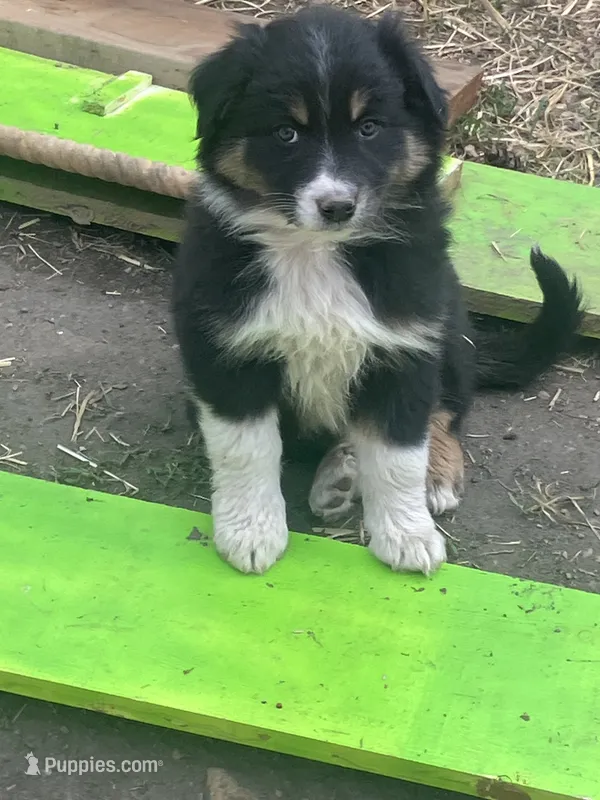 Sally – Australian Shepherd, Border Collie puppy for sale in Conifer, CO