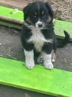 Sally, a female Australian Shepherd and Border Collie for sale in Conifer, CO – 1 of 2