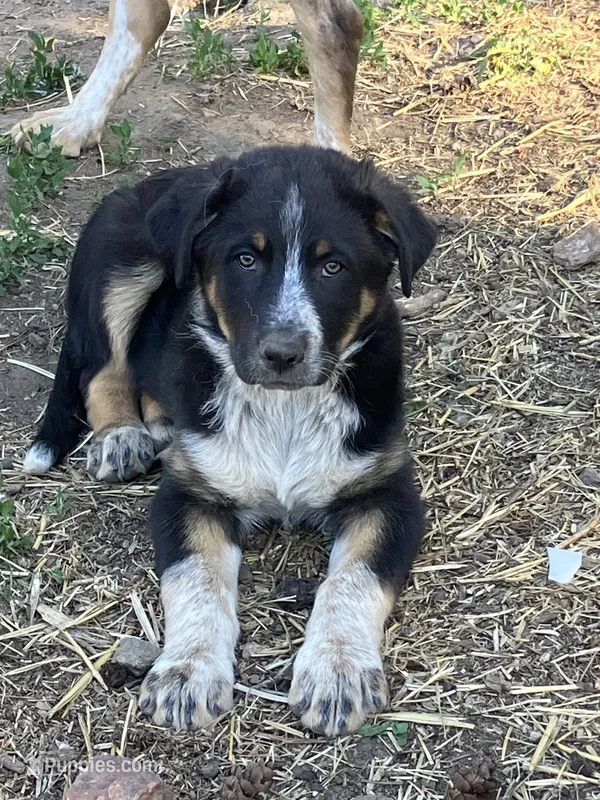 Harley – Australian Cattle Dog, Australian Shepherd puppy for sale in Conifer, CO