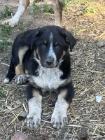 Harley, a male Australian Cattle Dog and Australian Shepherd for sale in Conifer, CO – 1 of 7