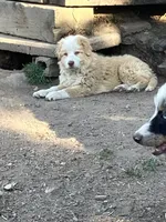 Gracie, a female Australian Cattle Dog and Australian Shepherd for sale in Conifer, CO – 4 of 7