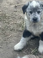 Grandpa, a male Australian Cattle Dog and Australian Shepherd for sale in Conifer, CO – 4 of 5