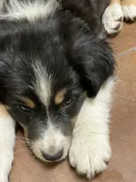 Wednesday , a female Australian Shepherd and Border Collie for sale in Conifer, CO – 3 of 4