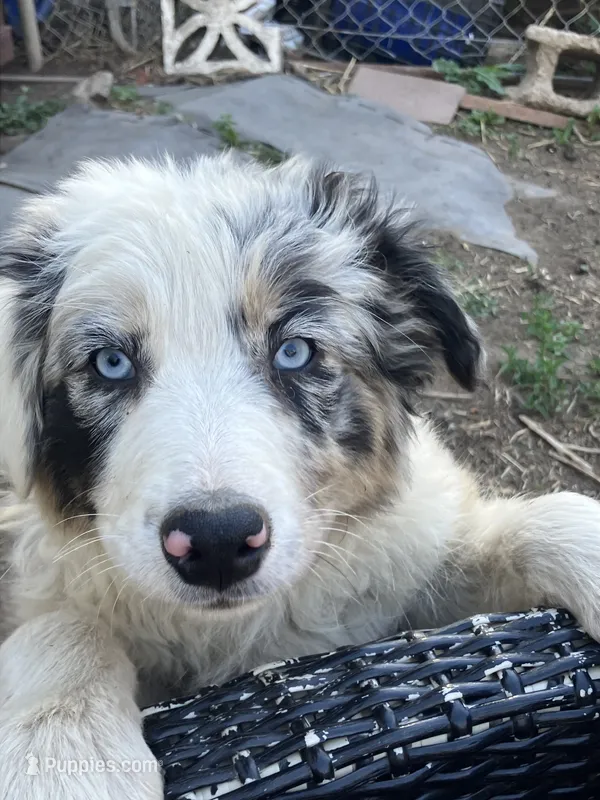 Amber – Australian Shepherd, Border Collie puppy for sale in Conifer, CO