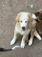 Willow, a female Australian Cattle Dog and Australian Shepherd for sale in Conifer, CO – 9 of 10