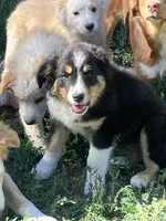 Wednesday , a female Australian Shepherd and Border Collie for sale in Evergreen, CO – 9 of 10