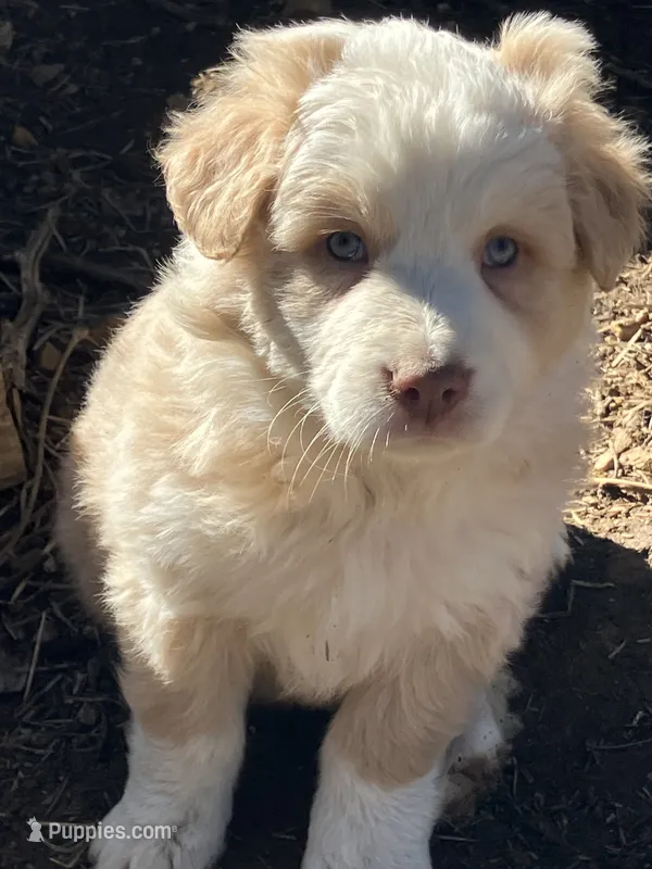 Harriot – Australian Cattle Dog, Australian Shepherd puppy for sale in Conifer, CO