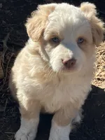 Harriot, a female Australian Cattle Dog and Australian Shepherd for sale in Conifer, CO – 1 of 1