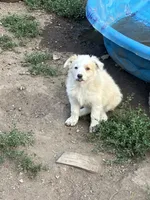 Rain, a female Australian Shepherd and Border Collie for sale in Conifer, CO – 1 of 1