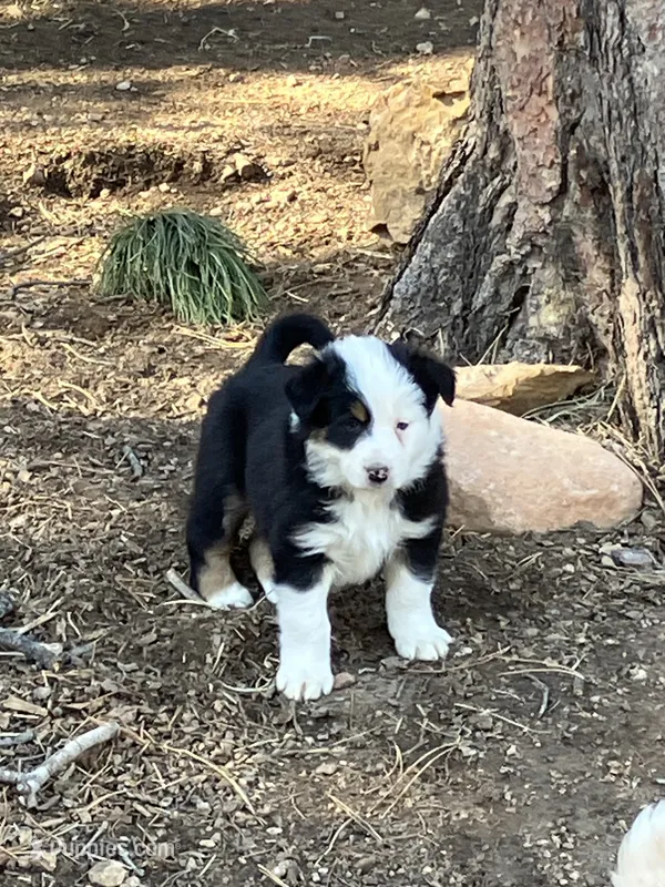 Phantom – Australian Shepherd, Border Collie puppy for sale in Conifer, CO