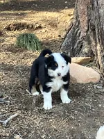 Phantom, a male Australian Shepherd and Border Collie for sale in Conifer, CO – 1 of 1