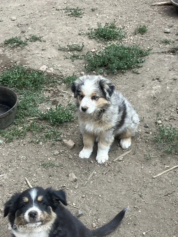 Tank – Australian Shepherd, Border Collie puppy for sale in Conifer, CO