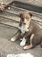 Brownie, a female Australian Cattle Dog and Australian Shepherd for sale in Conifer, CO – 1 of 1