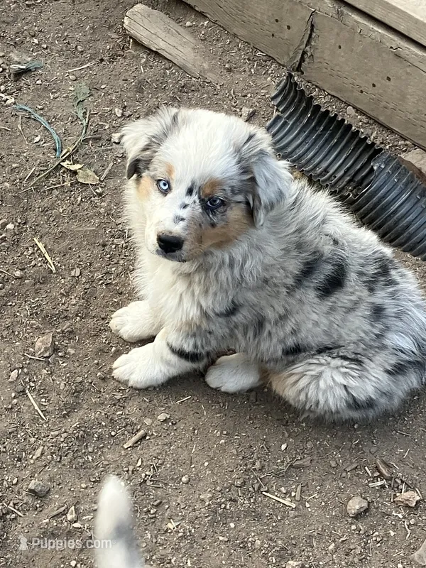 Sammy – Australian Shepherd puppy for sale in Conifer, CO
