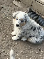 Sammy, a male Australian Shepherd for sale in Conifer, CO – 1 of 3