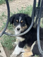 Wednesday , a female Australian Shepherd and Border Collie for sale in Evergreen, CO – 4 of 10