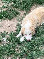 Willow, a female Australian Cattle Dog and Australian Shepherd for sale in Conifer, CO – 8 of 10