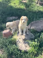 Henry, a male Australian Shepherd and Border Collie for sale in Evergreen, CO – 5 of 5