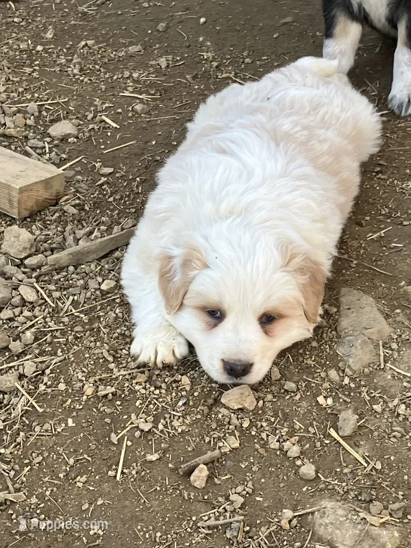 Ghost – Australian Cattle Dog, Australian Shepherd puppy for sale in Conifer, CO