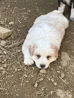 Ghost, a male Australian Cattle Dog and Australian Shepherd for sale in Conifer, CO – 1 of 1