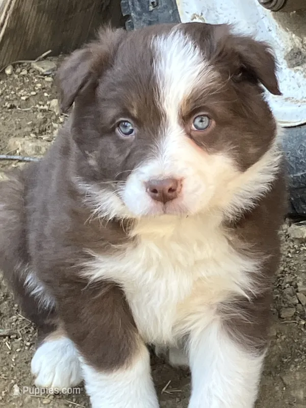 Dolly – Australian Shepherd, Border Collie puppy for sale in Conifer, CO