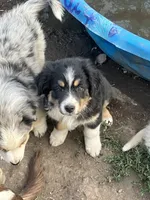 Wednesday , a female Australian Shepherd and Border Collie for sale in Conifer, CO – 4 of 4