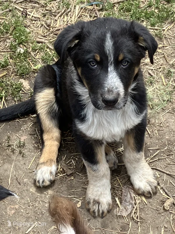 Harley – Australian Cattle Dog, Australian Shepherd puppy for sale in Conifer, CO