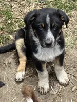 Harley, a male Australian Cattle Dog and Australian Shepherd for sale in Conifer, CO – 2 of 7