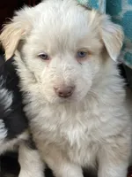 Gracie, a female Australian Cattle Dog and Australian Shepherd for sale in Conifer, CO – 2 of 7