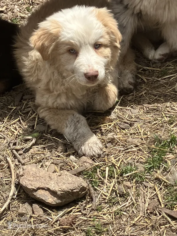 Ghost – Australian Cattle Dog, Australian Shepherd puppy for sale in Conifer, CO