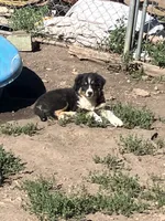 Wednesday , a female Australian Shepherd and Border Collie for sale in Evergreen, CO – 8 of 10