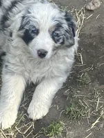 Amber, a female Australian Shepherd and Border Collie for sale in Conifer, CO – 1 of 2