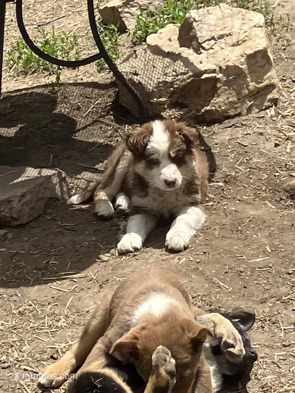 Charlotte – Australian Shepherd, Border Collie puppy for sale in Conifer, CO