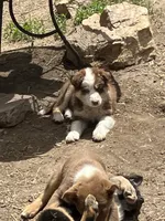 Charlotte, a female Australian Shepherd and Border Collie for sale in Conifer, CO – 1 of 4
