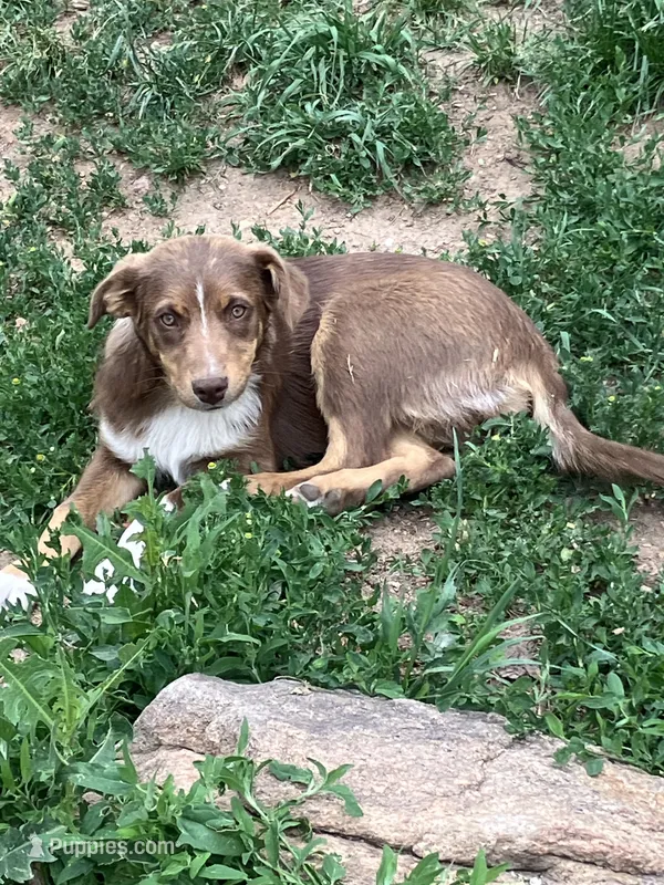 Brownie – Australian Shepherd, Border Collie puppy for sale in Conifer, CO