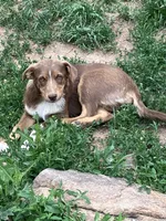 Brownie, a female Australian Shepherd and Border Collie for sale in Conifer, CO – 1 of 7